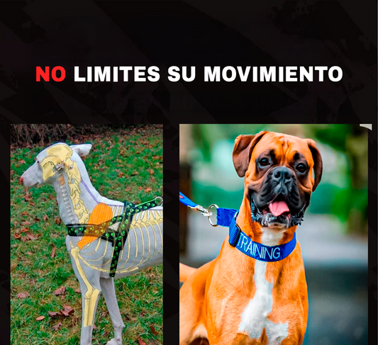 NO ASFIXIES A TU PERRO CON PAWLING