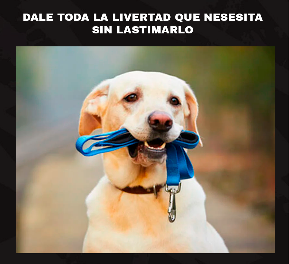 NO ASFIXIES A TU PERRO CON PAWLING
